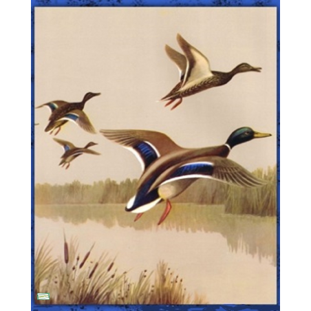 1 GRAND papier de riz Les Canards - ZAN310G