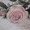 1serviette papier Les Roses-99