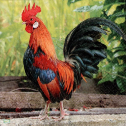 1 serviette Le Coq -44