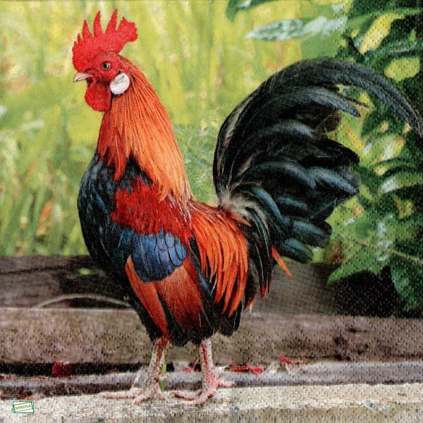 1 serviette Le Coq -44