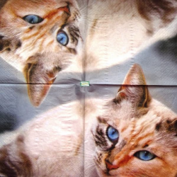 1 serviette papier Le chat - 12