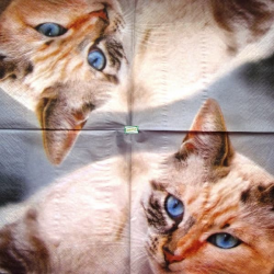 1serviette papier Chat-12