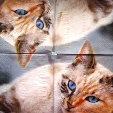 1serviette papier Chat-12