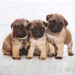 1serviette papier Chiots-67