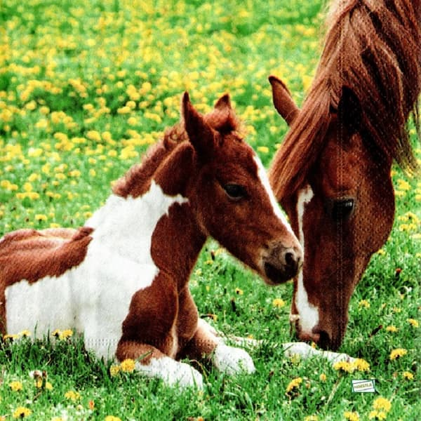 1 serviette Les chevaux -58