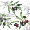 1serviette papier Olives-21