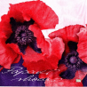 1 serviette Coquelicots -25