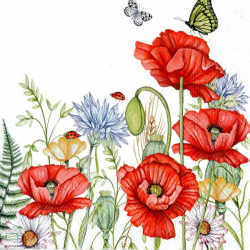 1 serviette Coquelicots -90