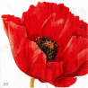 1 serviette Coquelicots -74