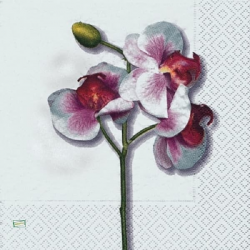 1serviette papier Orchidés-6