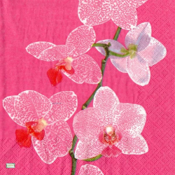 1serviette papier Orchidés-18