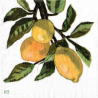 20 serviettes Les citrons -L36