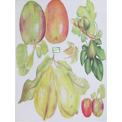 1papier découpage Fruits-X3