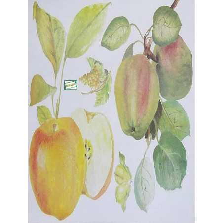 1papier découpage Fruits-X4