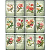 1 papier riz Les Roses-R541